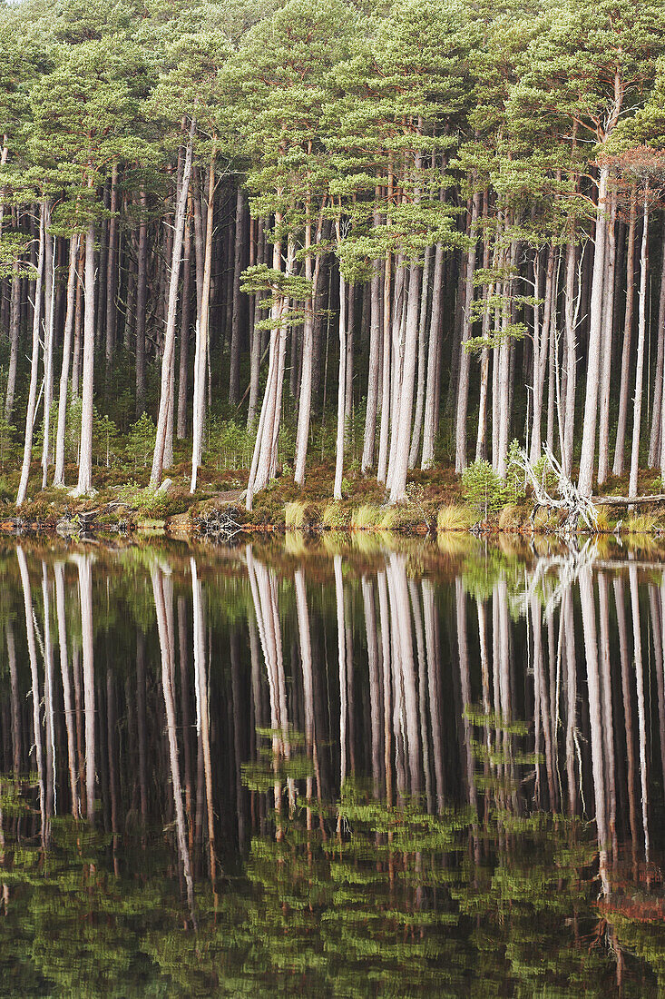 Scots pines reflected in Loch Mallachie, Abernethy Forest, Scotland  October 2006