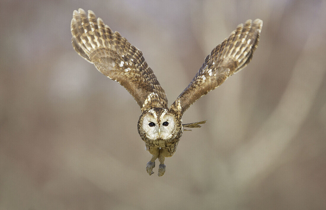 Tawny owl Strix aluco adult in flight  Scotland  March 2007