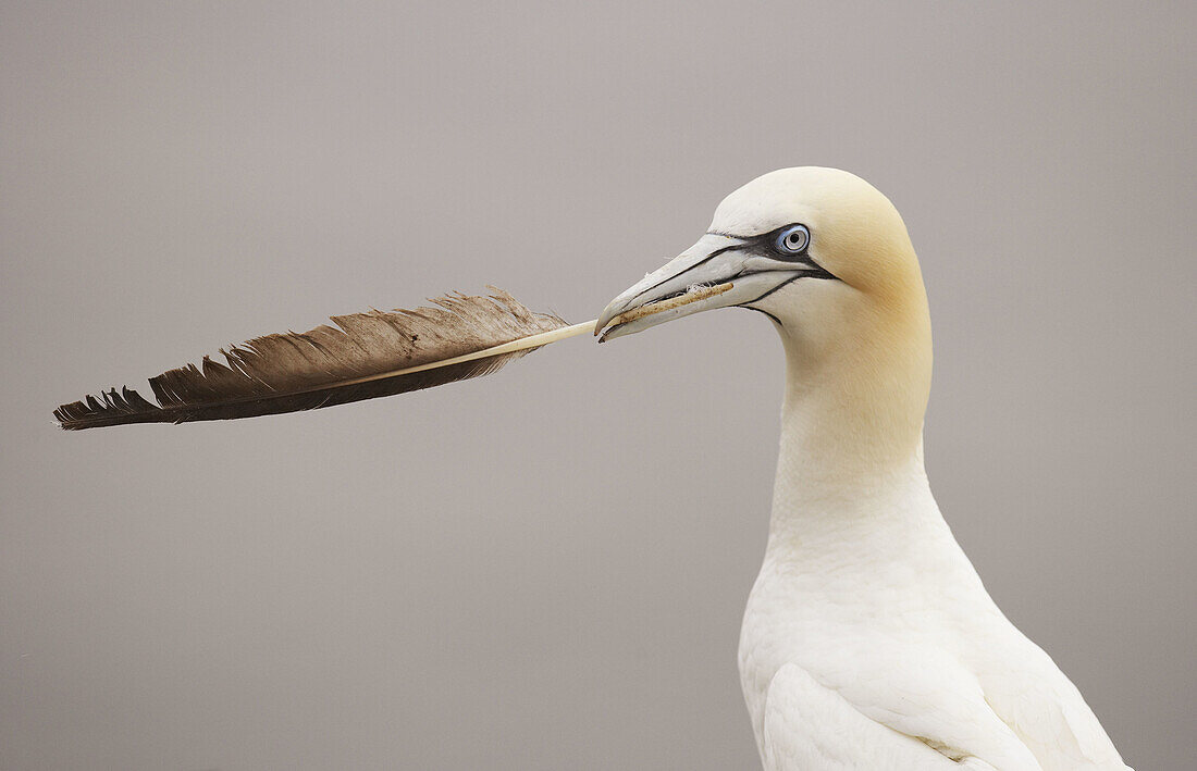Northern Gannet - Sula bassana - close-up portrait of adult carrying feather  Bass Rock, Scotland  August