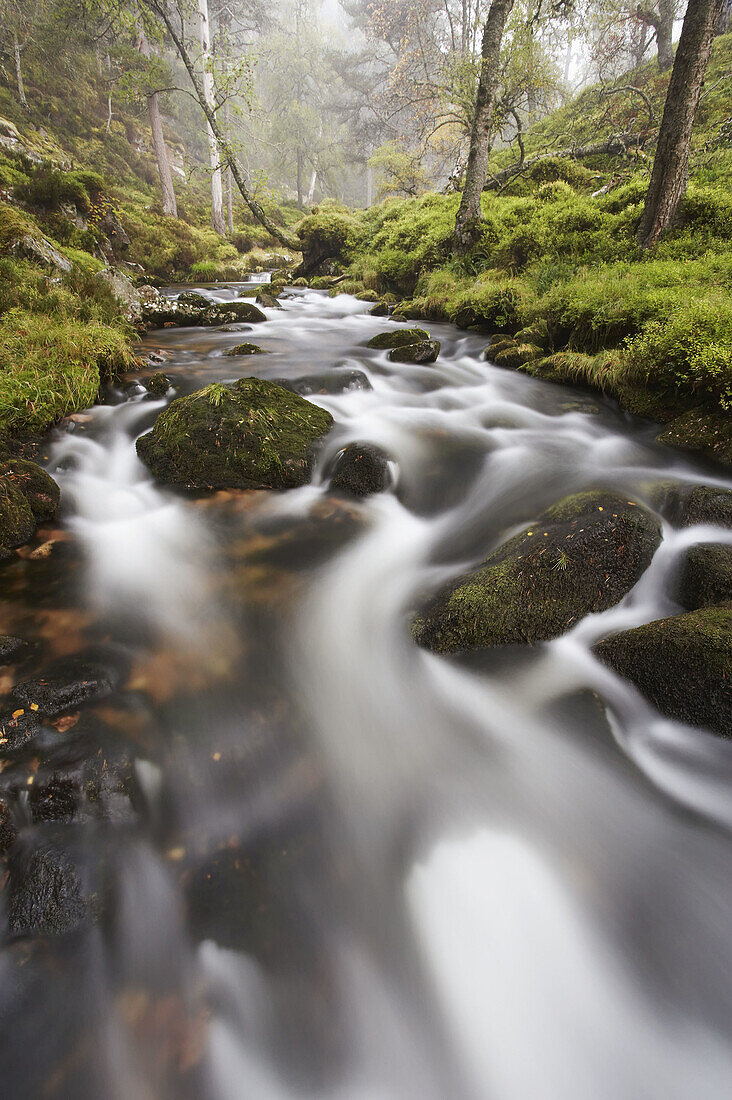 Highland stream - Allt Ruadh - running through pine forest  Cairngorms  Scotland  October 2006
