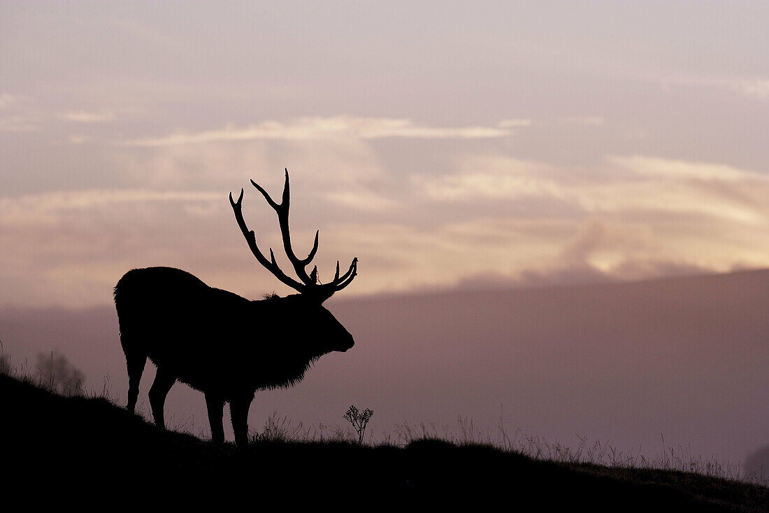 Red Deer Cervus elaphus stag silhouetted at dawn  Highlands, Scotland  October 2006
