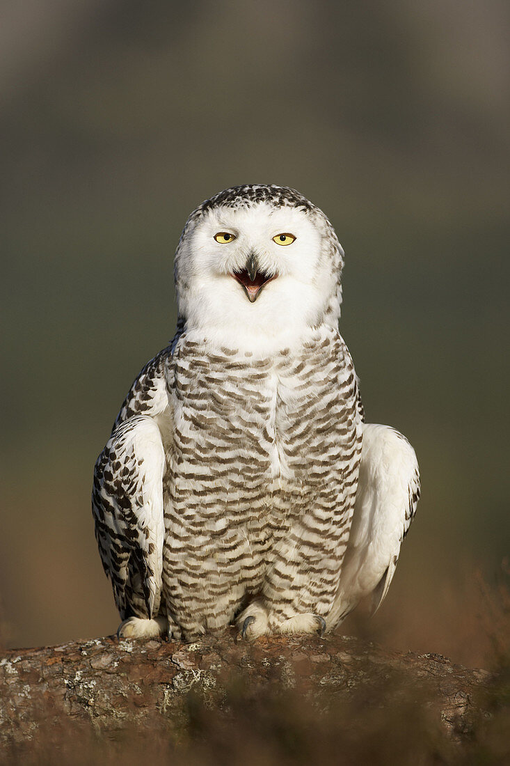 Snowy Owl Nyctea scandiaca portrait of female perched  captive-bred bird