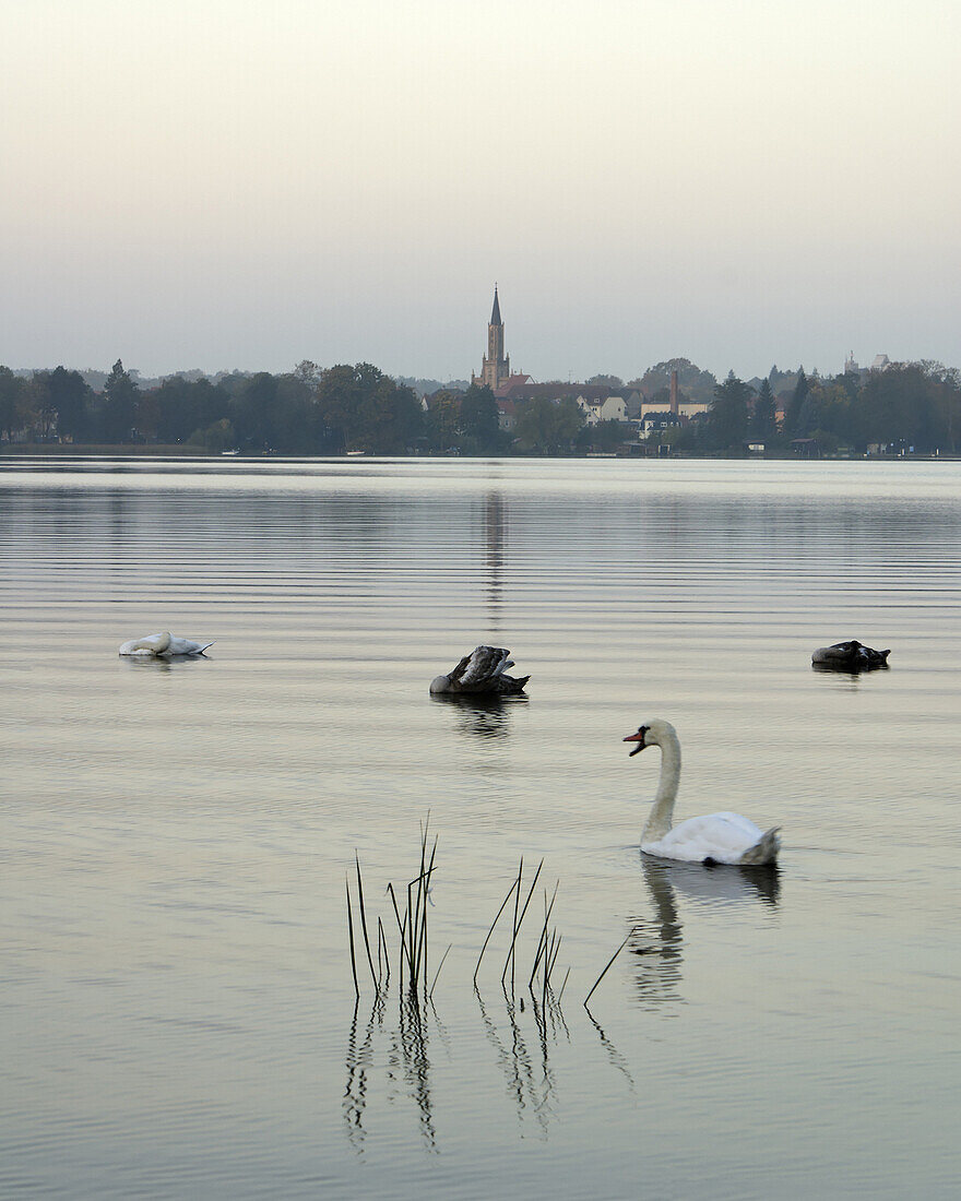 Swans swimming on Lake Schwedtsee, Fuerstenberg/Havel, Brandenburg (state), Germany
