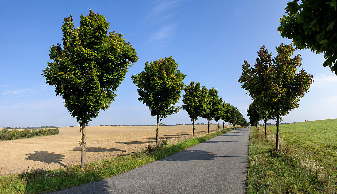 Allee bei Zirchow, Mecklenburg-Vorpommern, Deutschland