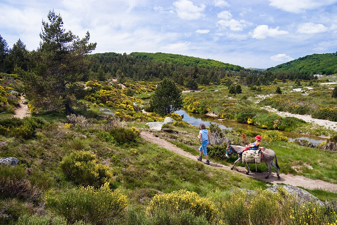 Mother and daughter are family-hiking with a donkey  in the Cevennes mountains in spring, France