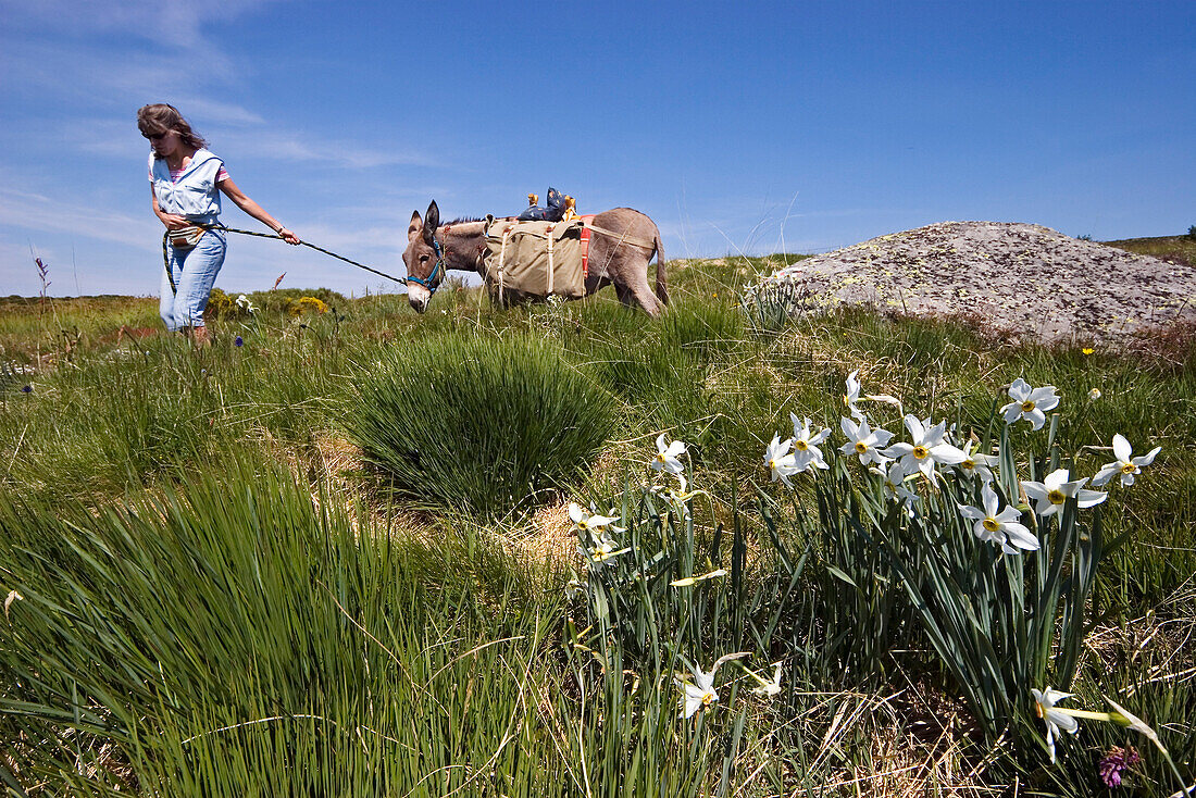 Frau führt Esel an der Leine, Eselwanderung in den Cevennen im Frühling, Frankreich