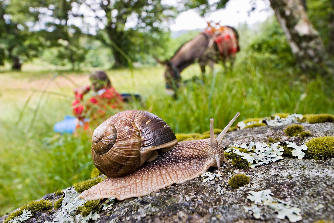 A burgundy snail on a stone, family-hiking with a donkey in the Cevennes mountains, France