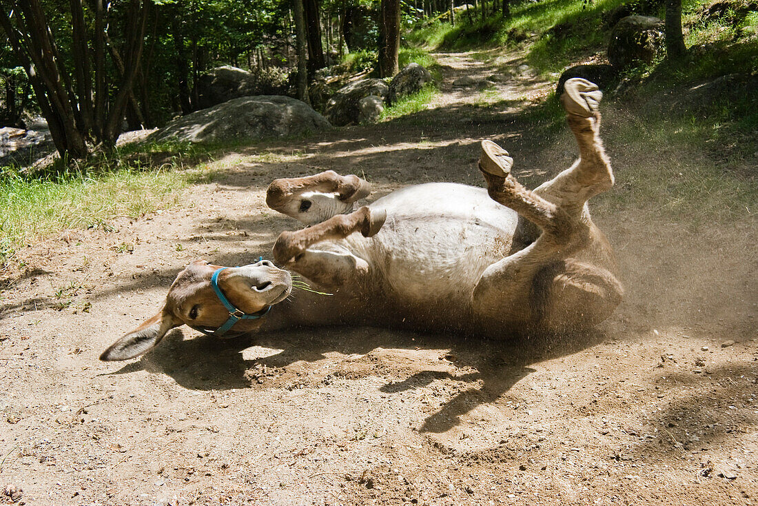 Esel wälzt sich im Sand, Eselwanderung in den Cevennen, Frankreich