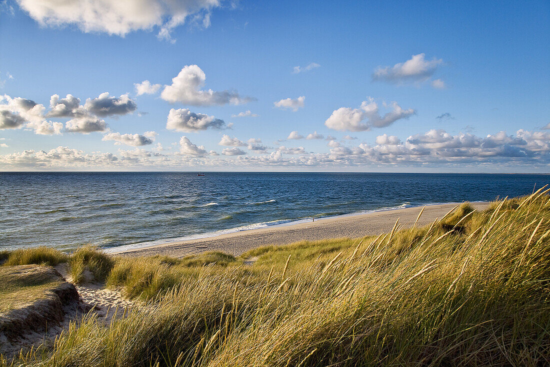 Dunes on Ellenbogen, Sylt Island, Schleswig-Holstein, Germany