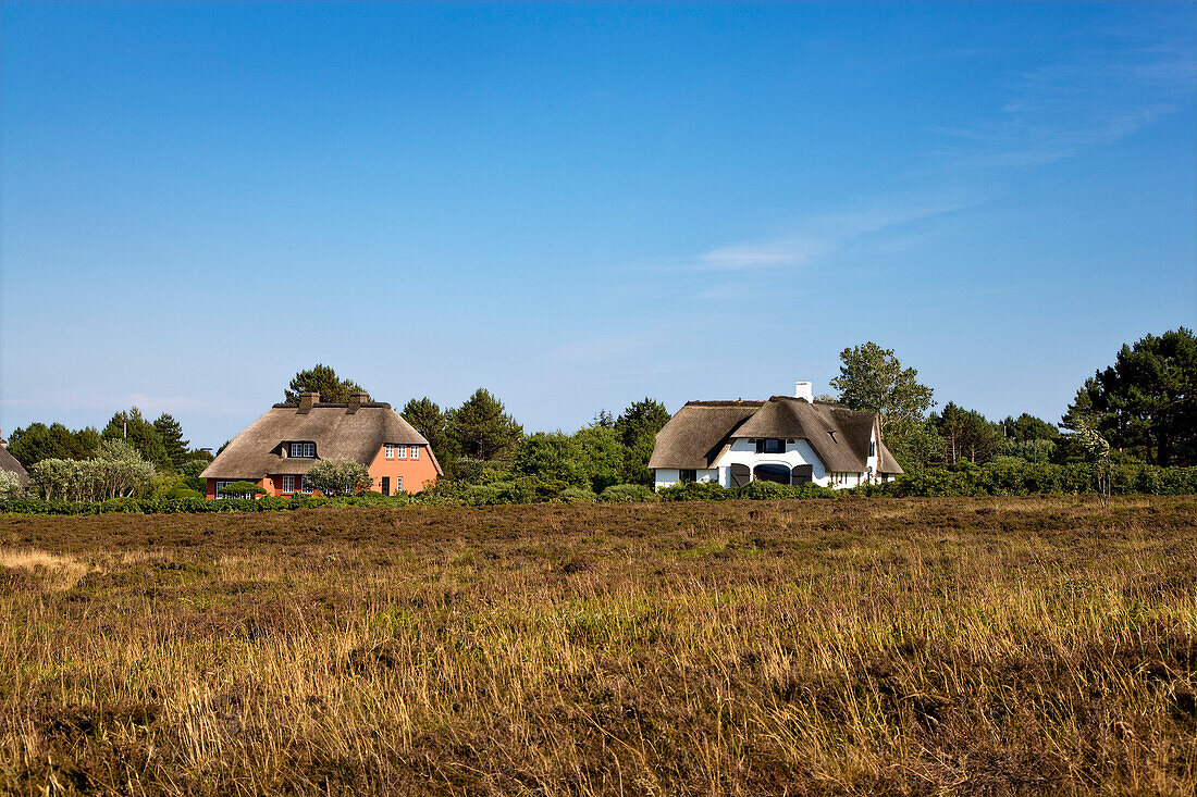 Braderup Heathland, Sylt Island, North Frisian Islands, Schleswig-Holstein, Germany