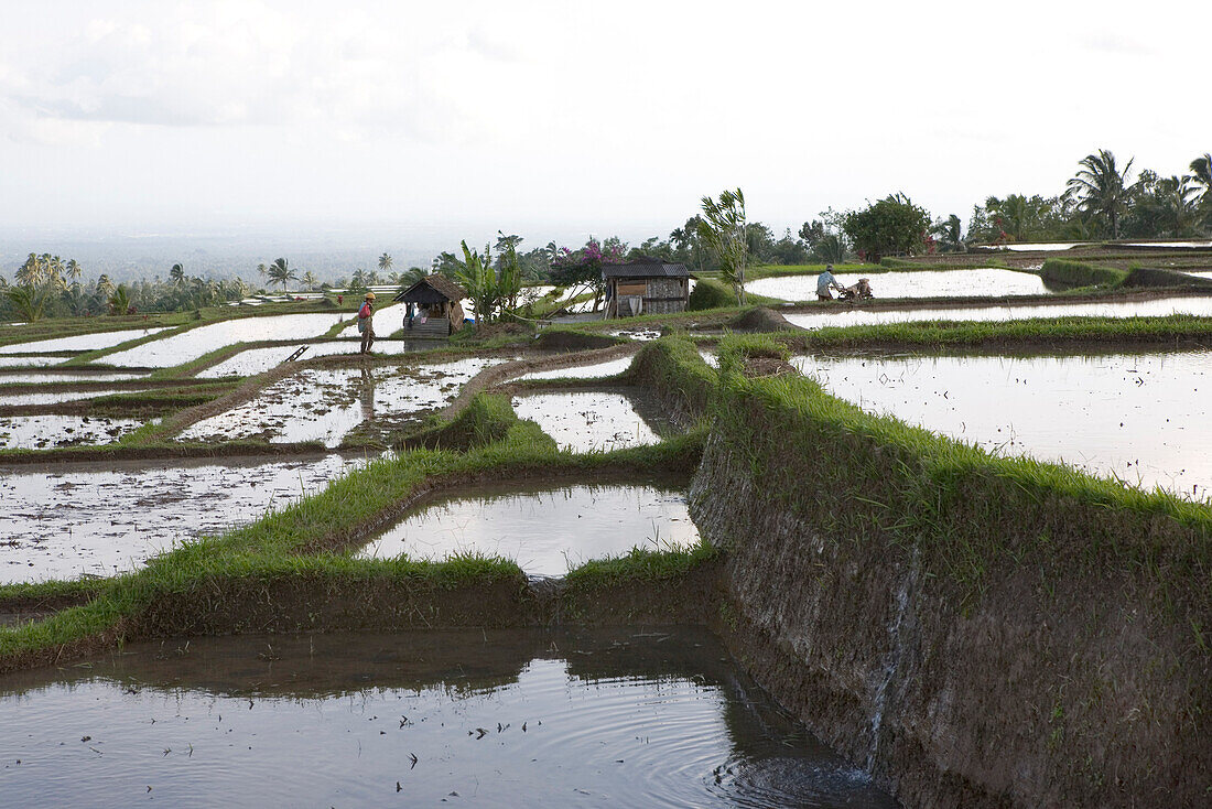 Reisfelder unter Wolkendecke, Reisterrassen, Bali, Indonesien