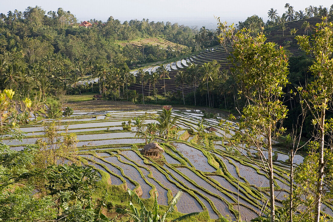 Blick auf Reisfelder, Reisterrassen, Bali, Indonesien