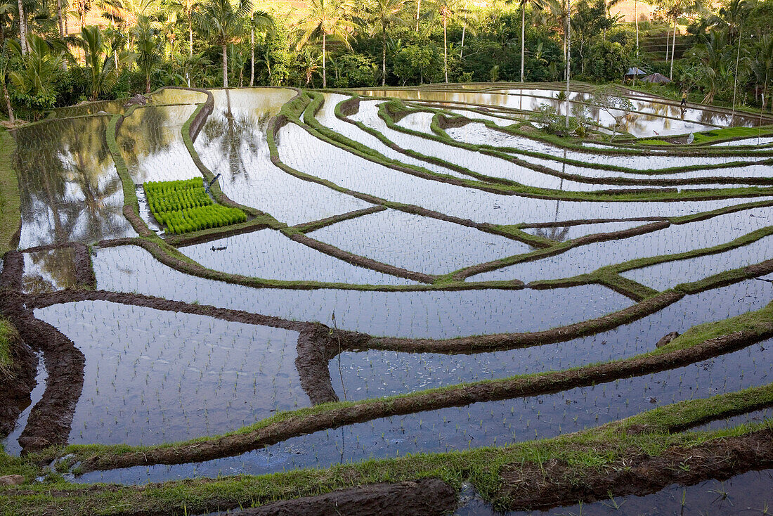 Menschenleere Reisfelder, Reisterrassen, Bali, Indonesien