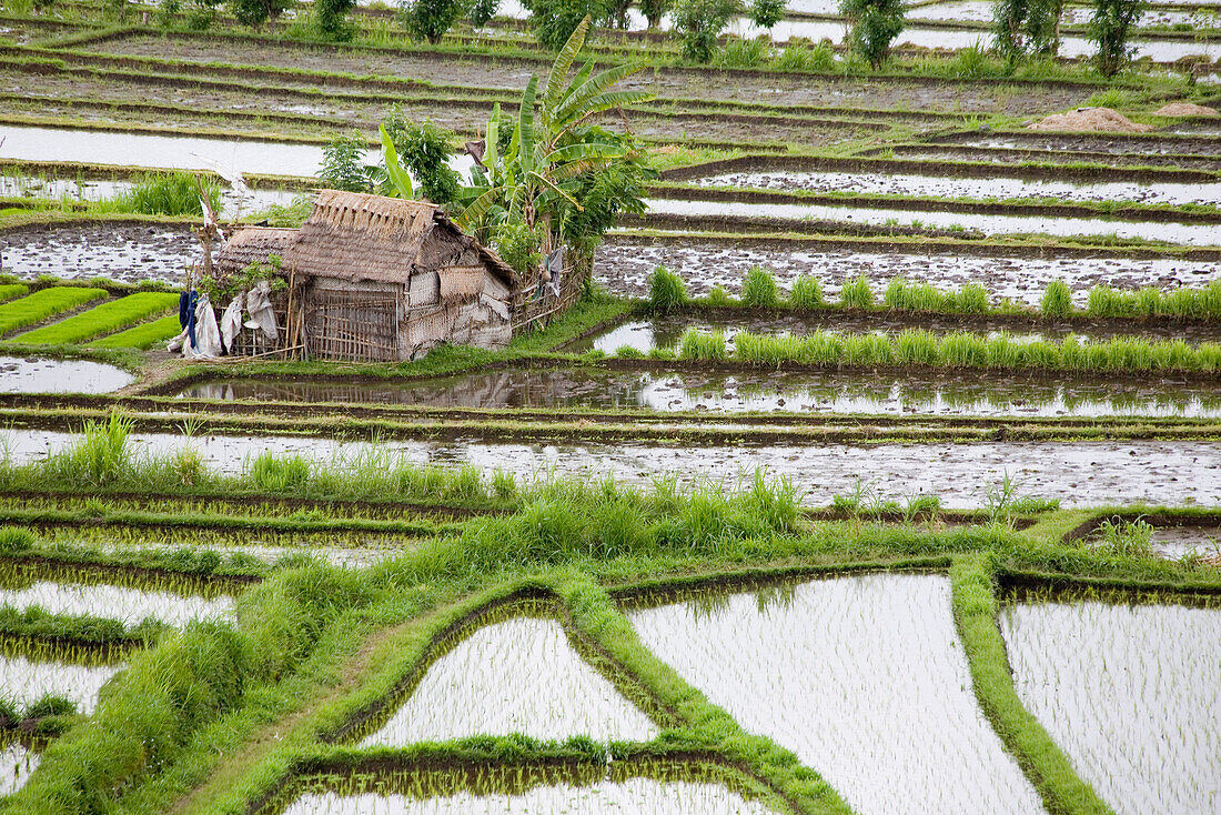 Hut in rice field, Bali, Indonesia