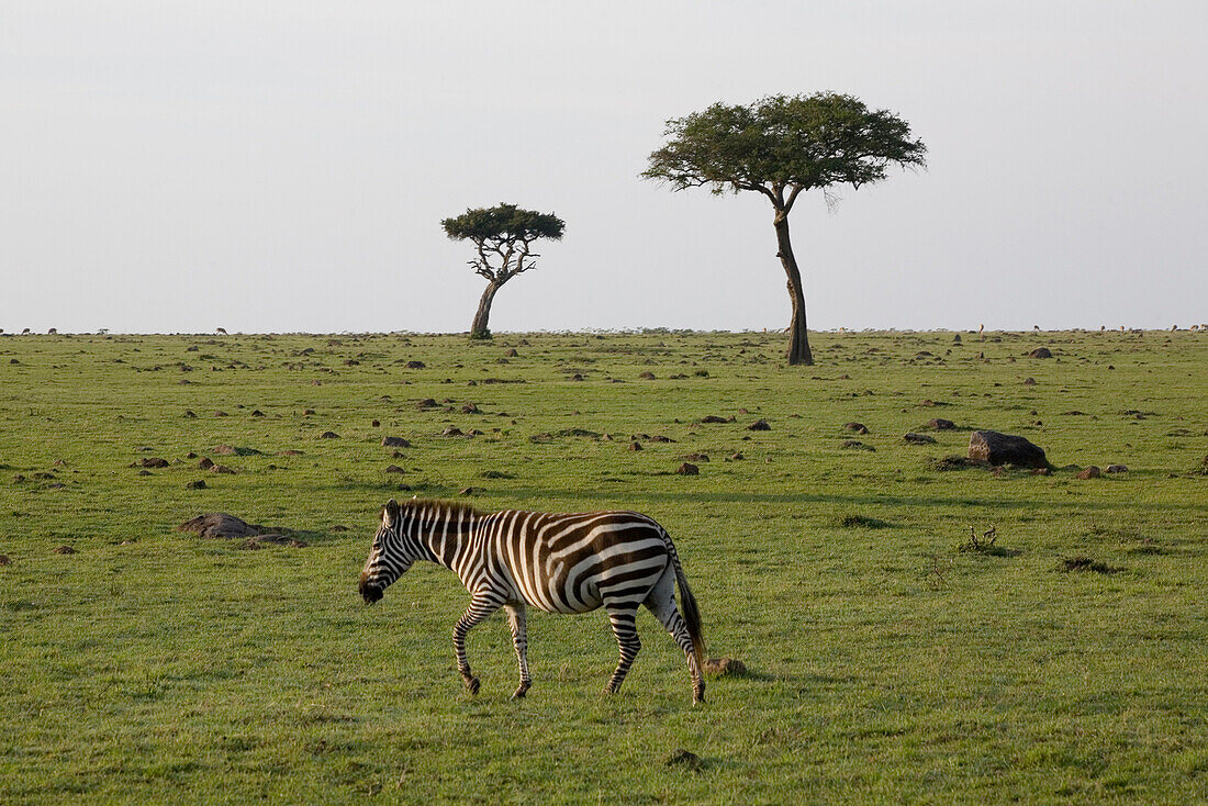 Zebra and acacia in Masai Mara, nature reserve and wild life reserve, Kenia, Africa