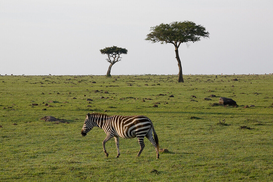 Zebra vor Akazien in der Masai Mara, Naturschutzgebiet und Tierschutzgebiet, Kenia, Afrika