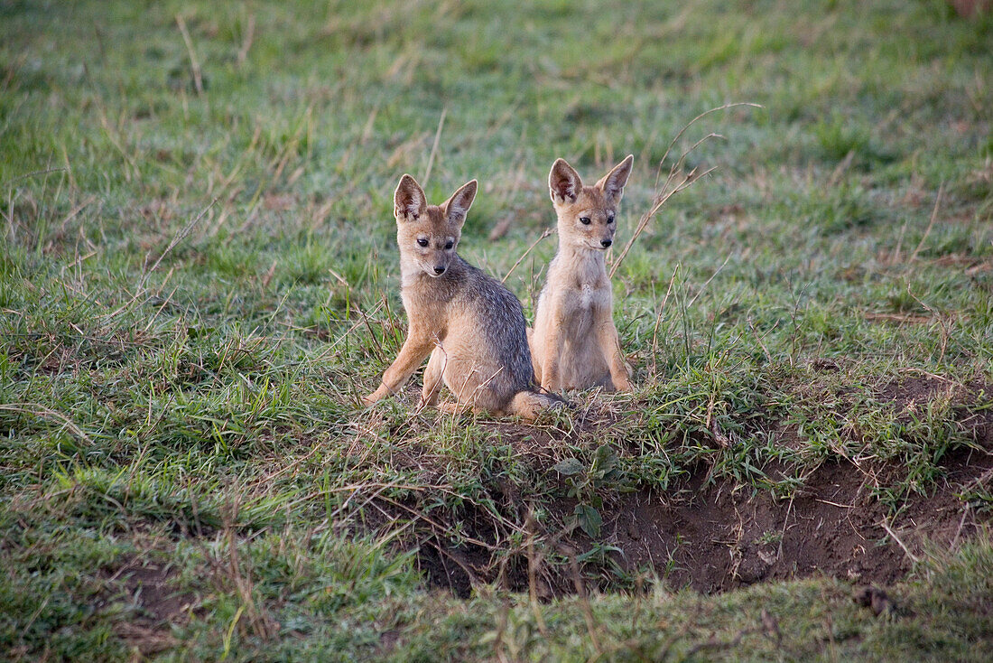 Zwei junge Schakale vor ihrem Bau in der Masai Mara, Naturschutzgebiet und Tierschutzgebiet in Kenia, Afrika