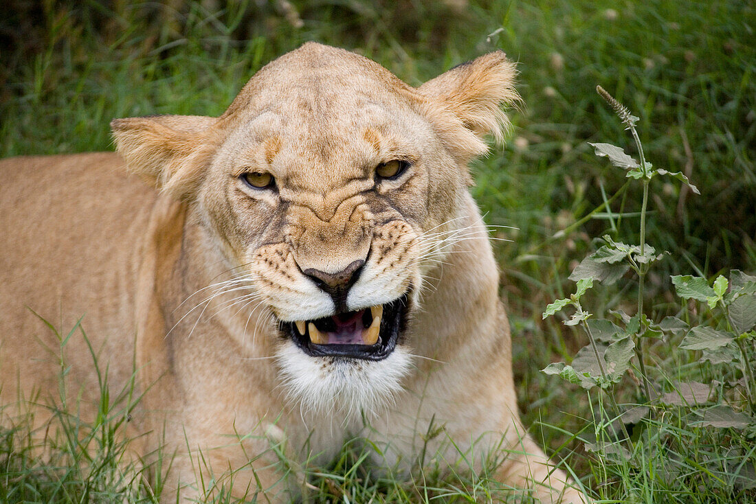 Spitting lioness at Amboseli National Park, Kenya, Africa