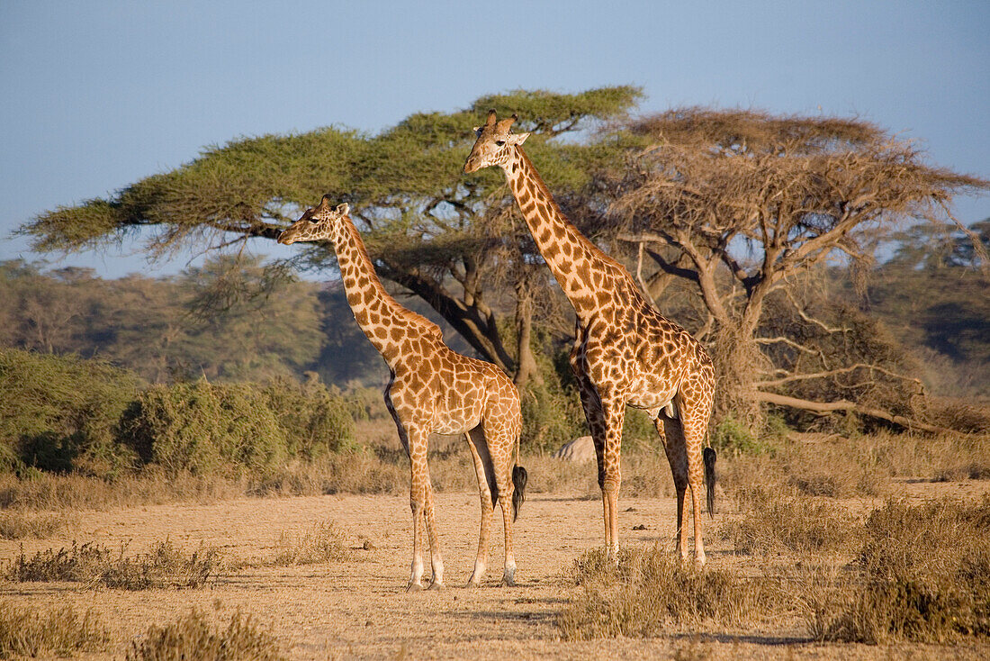Zwei Giraffen vor Schirm Akazie im Amboseli Nationalpark, Kenia, Afrika