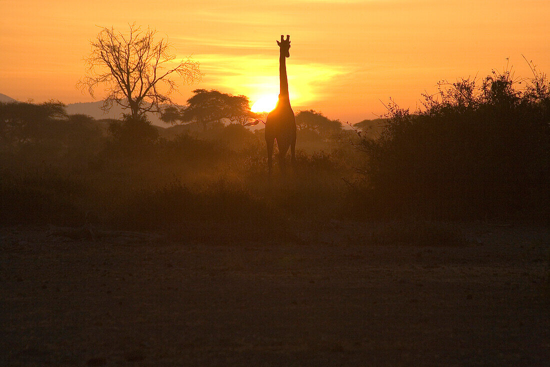 Giraffe at Amboseli National Park at sunrise, Kenya, Africa