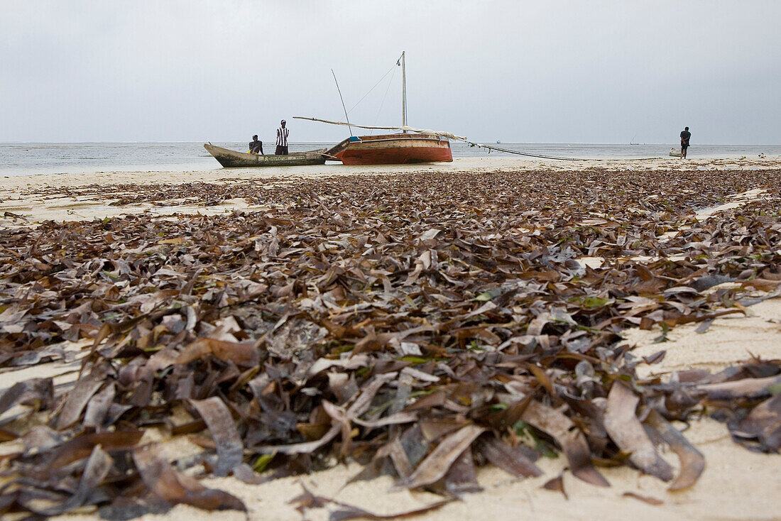 Seaweed and boats at Shanzu Beach, Mombasa, Kenya, Africa