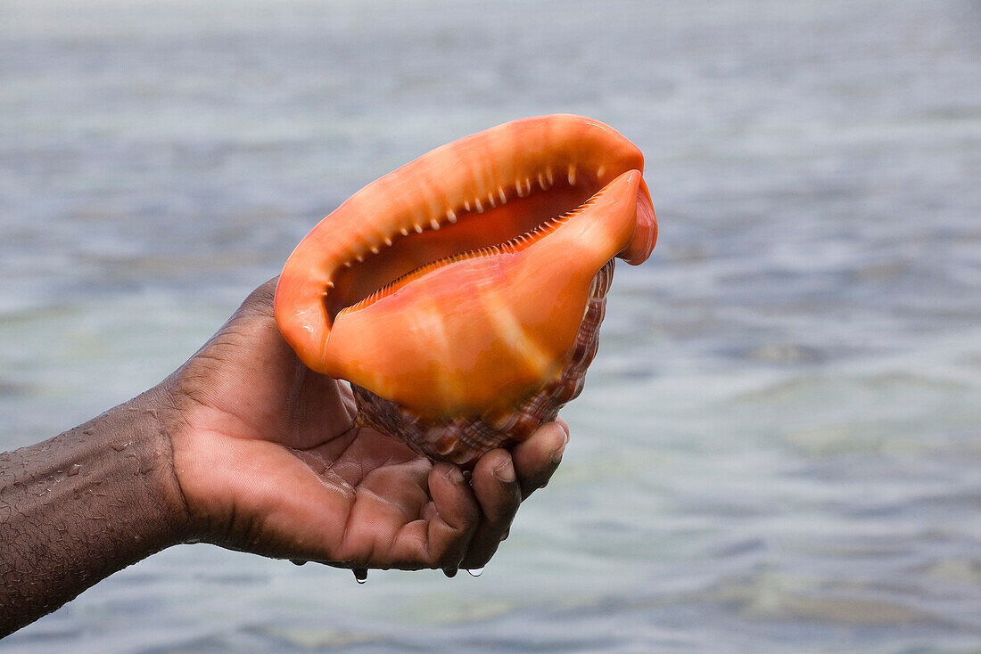 Hand hält eine grosse Muschel, Cypraea, Indischer Ozean, Kenia, Afrika