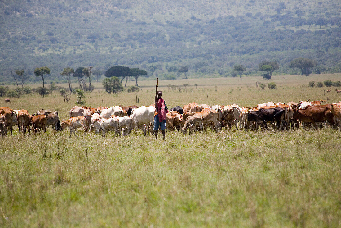 Junger Massai Mann mit Rinderherde im Nationalpark Masai Mara, Kenia, Afrika