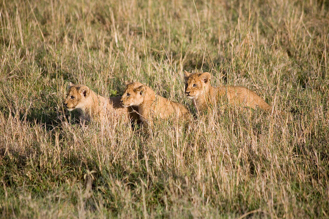 Three young lions in the grass at Masai Mara National Park, Kenya, Africa