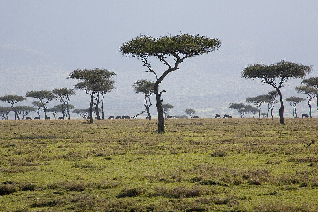 Umbrella thorn acacias at Masai Mara National Park, Kenya, Africa
