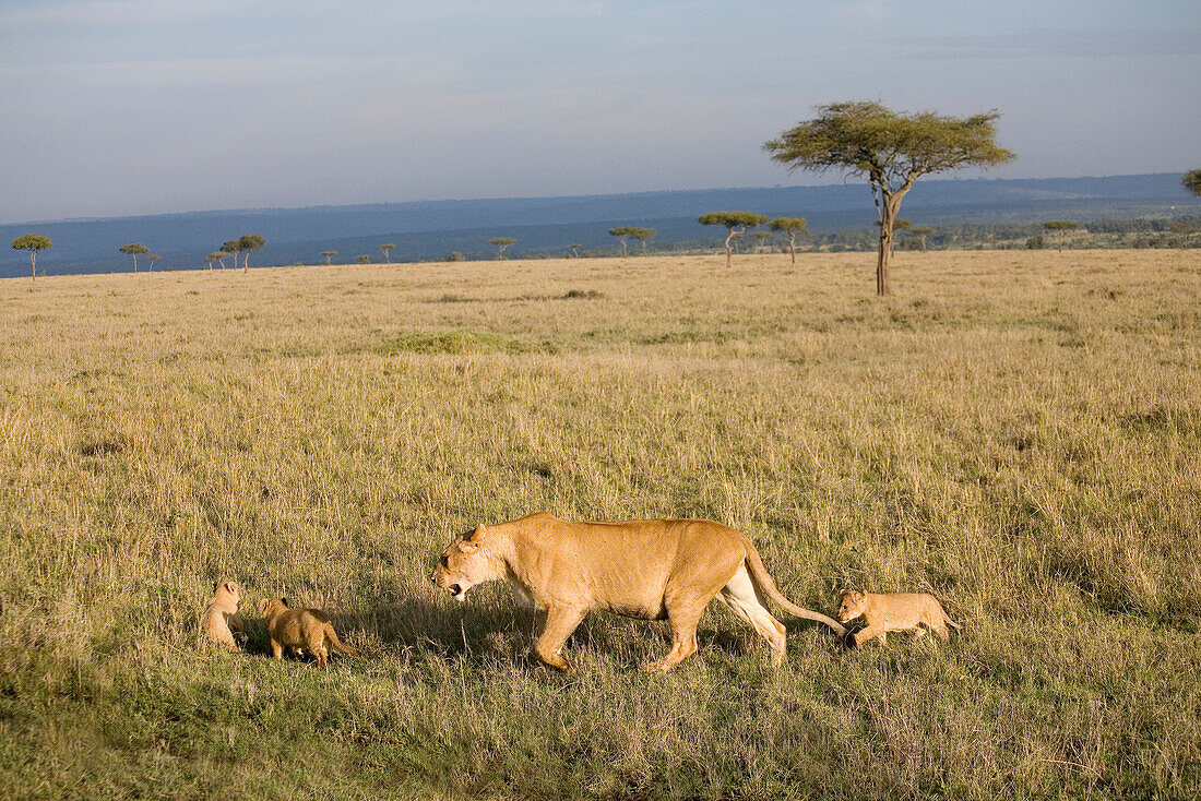 Löwin mit drei Jungen im Masai Mara Nationalpark, Kenia, Afrika