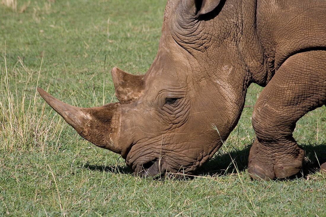 Rhino grazing at Masai Mara National Park, Kenya, Africa