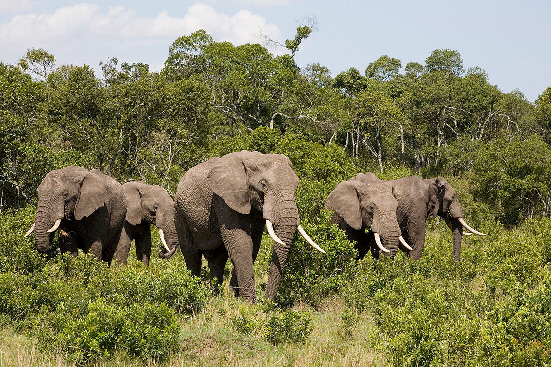 Fünf afrikanische Elefanten vor Bäumen im Masai Mara Nationalpark, Kenia, Afrika