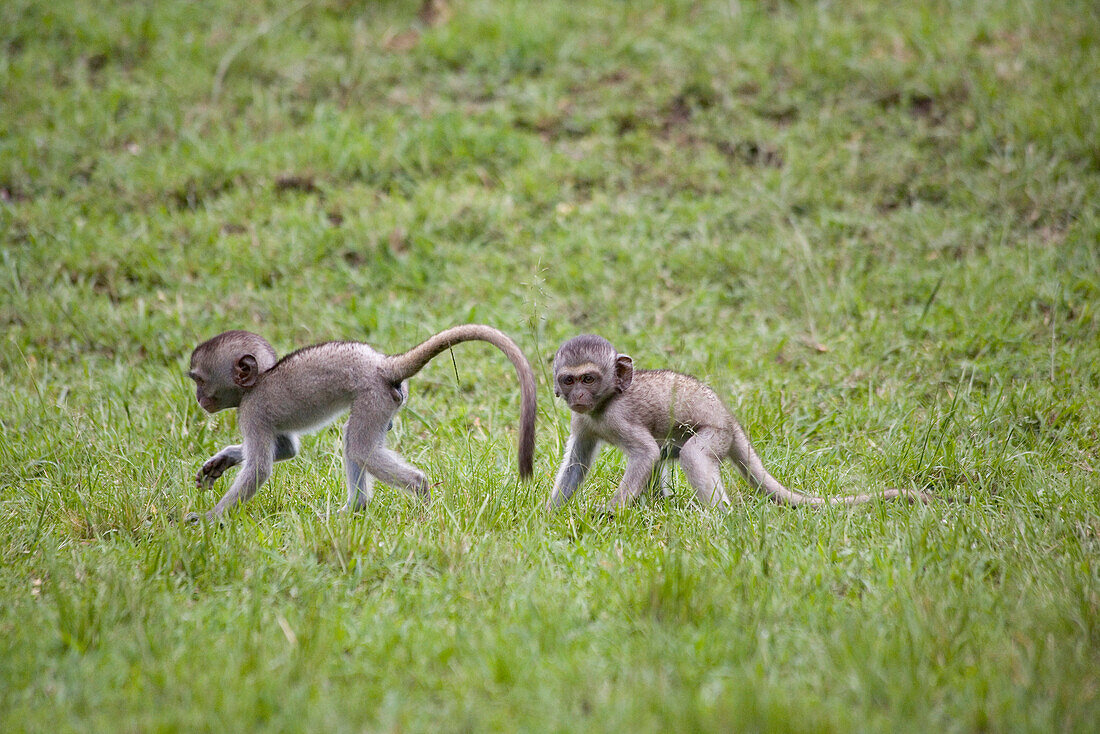 Two young monkeys in the grass at Masai Mara National Park, Kenya, Africa