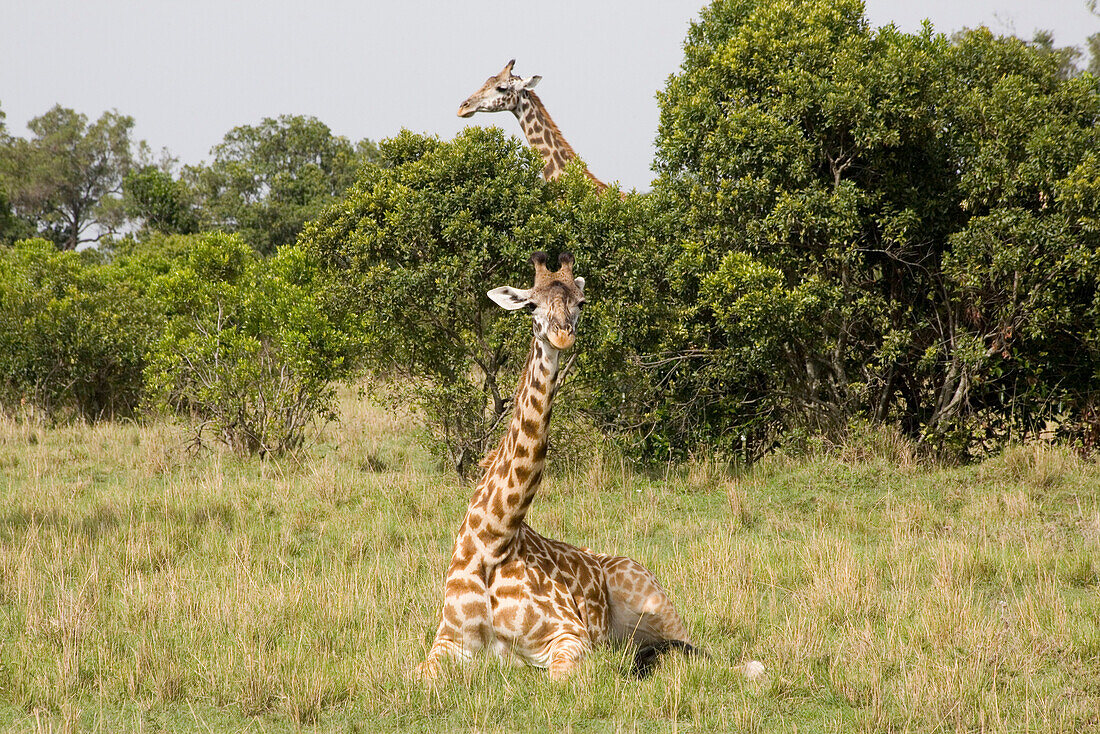 Two giraffes at Masai Mara National Park, Kenya, Africa