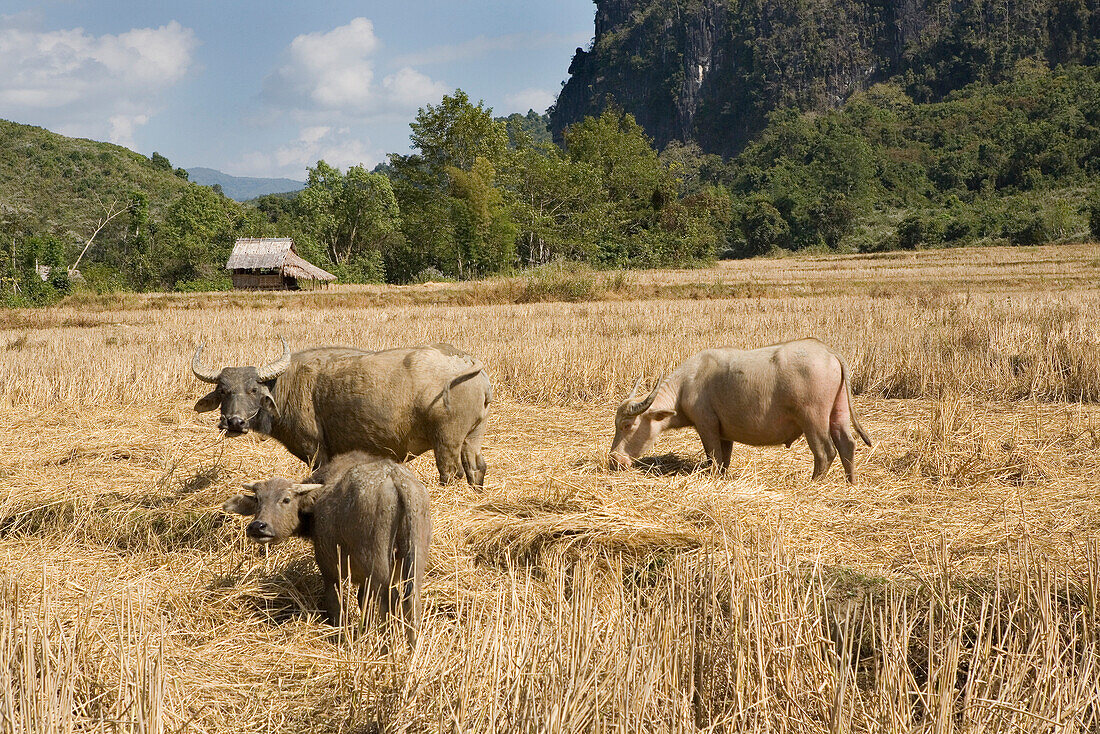 Drei Büffel stehen auf einem Feld in der Sonne, Provinz Luang Prabang, Laos