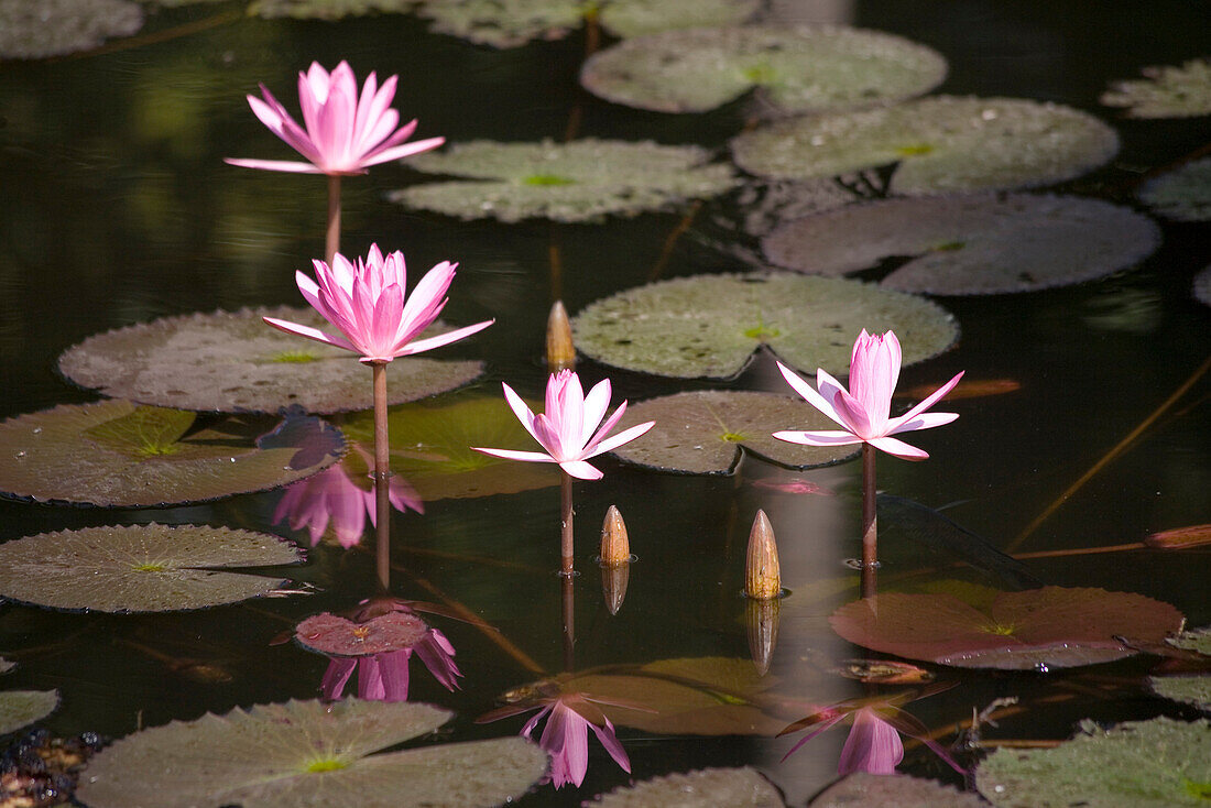Pond with Lotus blossoms, Luang Prabang, Laos