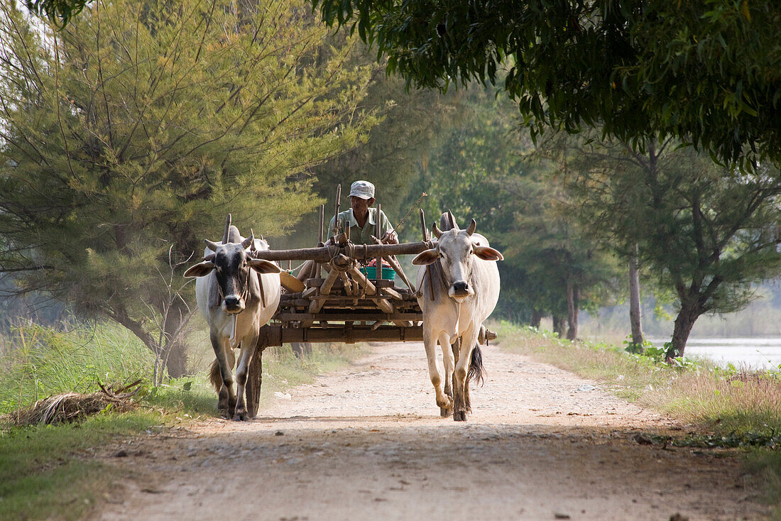 Bauer auf Ochsenkarren auf der Insel Inwa ( Ava ) am Ayeyarwady bei Amarapura, Myanmar, Burma