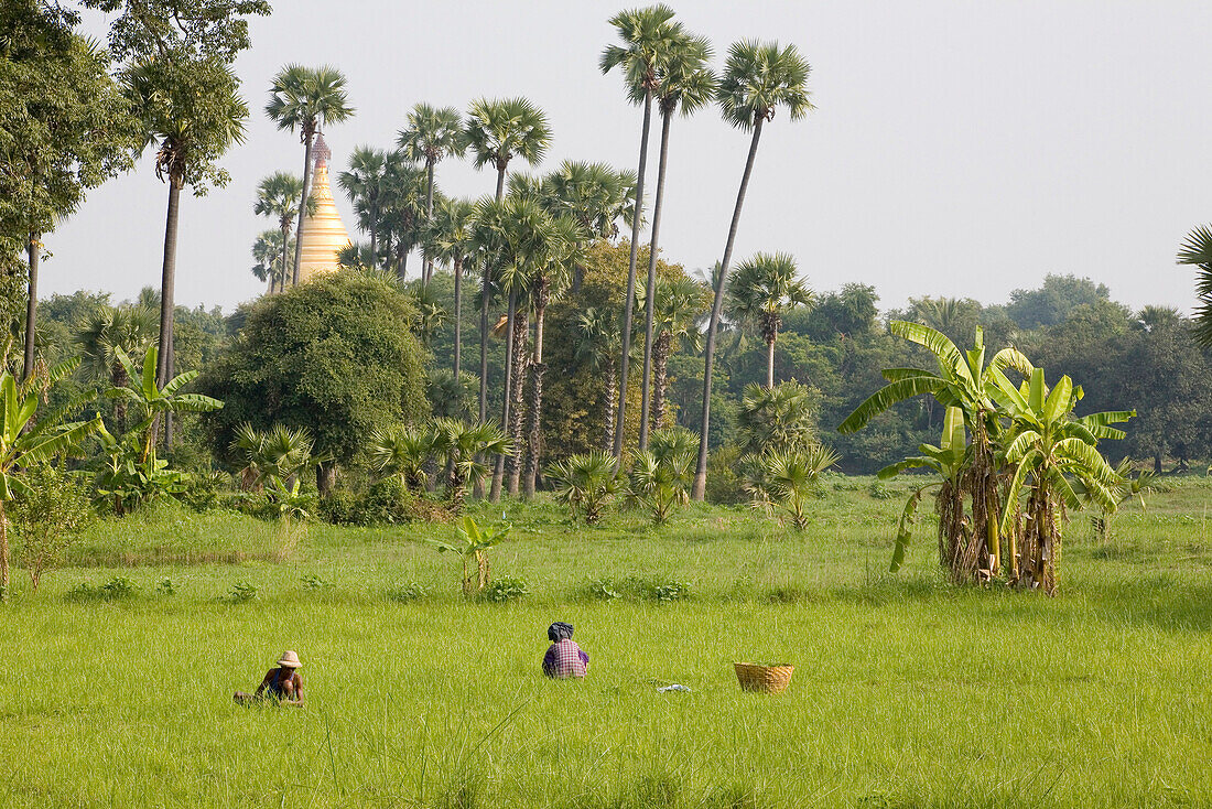 Bauern arbeiten auf dem Feld auf der Insel Inwa ( Ava ) am Ayeyarwady bei Amarapura, Myanmar, Burma