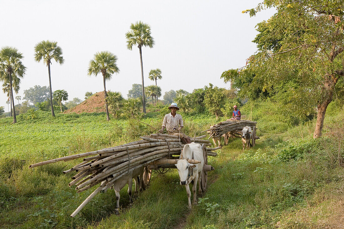 Burmese farmers with loaded oxen carts on Inwa island ( Ava ) at the Ayeyarwady River near Amarapura, Myanmar, Burma