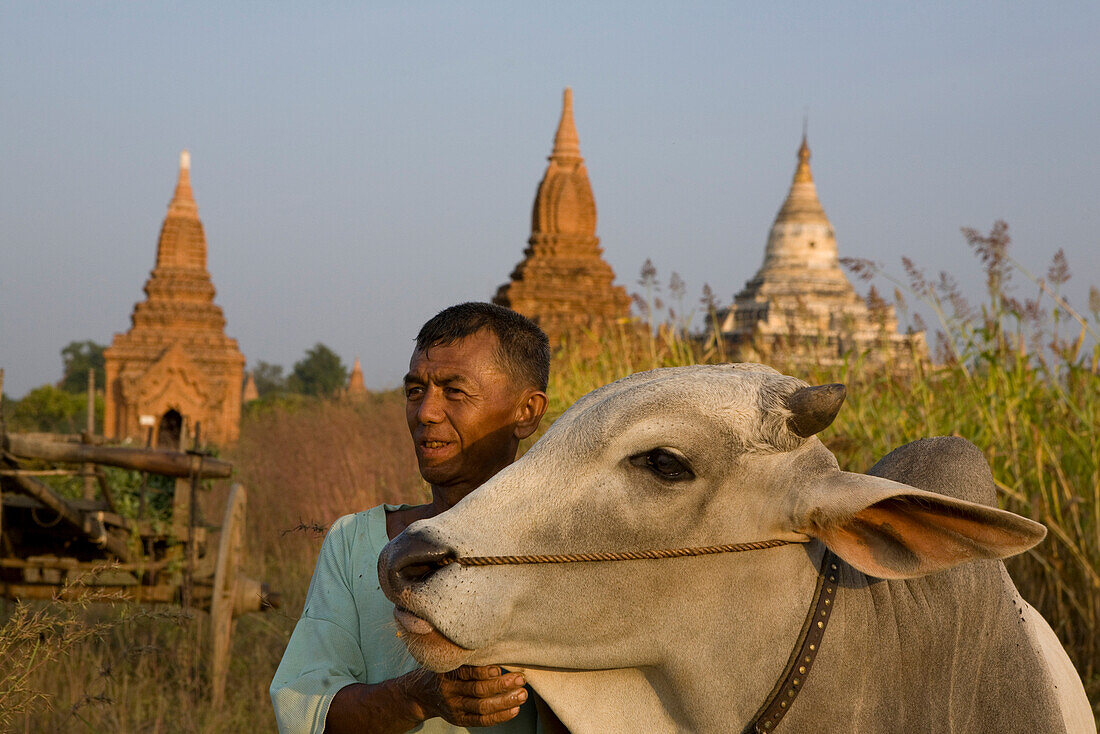 Burmese farmer with oxen in front of pagodes in Bagan, Myanmar, Burma