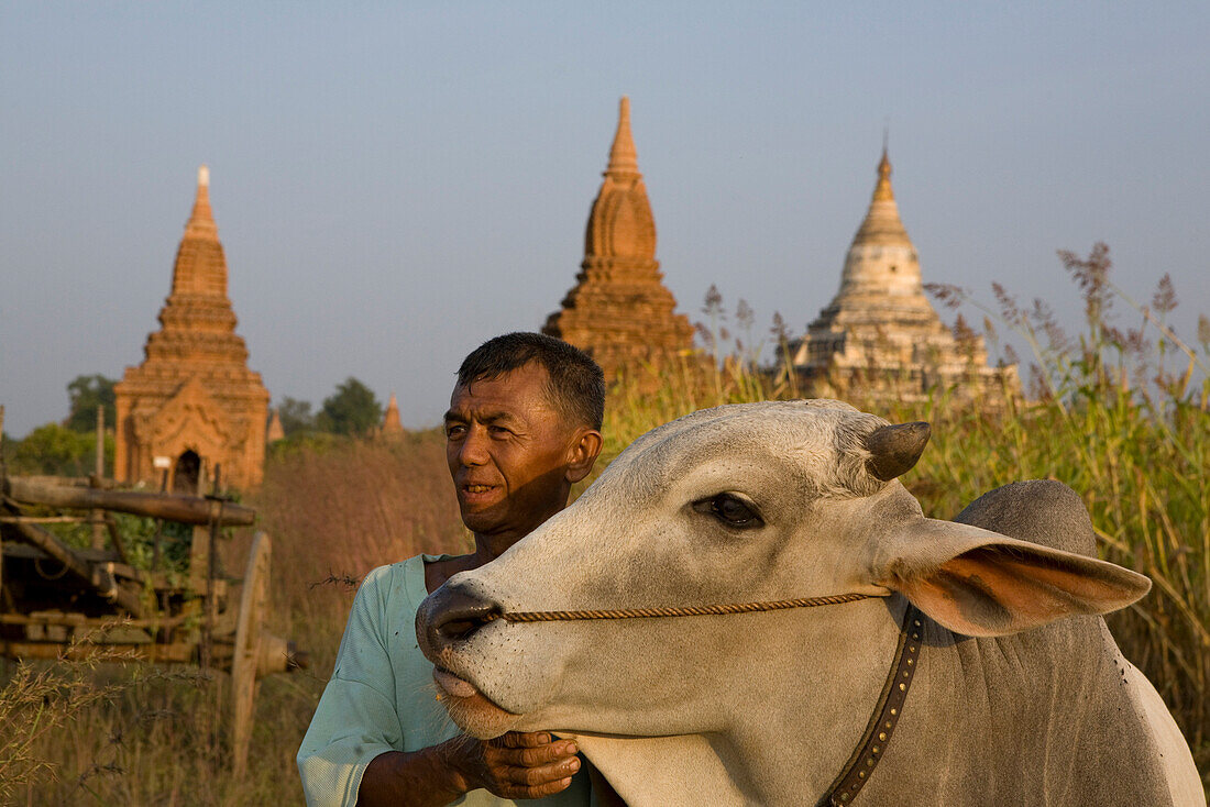 Burmesischer Bauer mit Ochsen vor Pagoden in Bagan, Myanmar, Burma