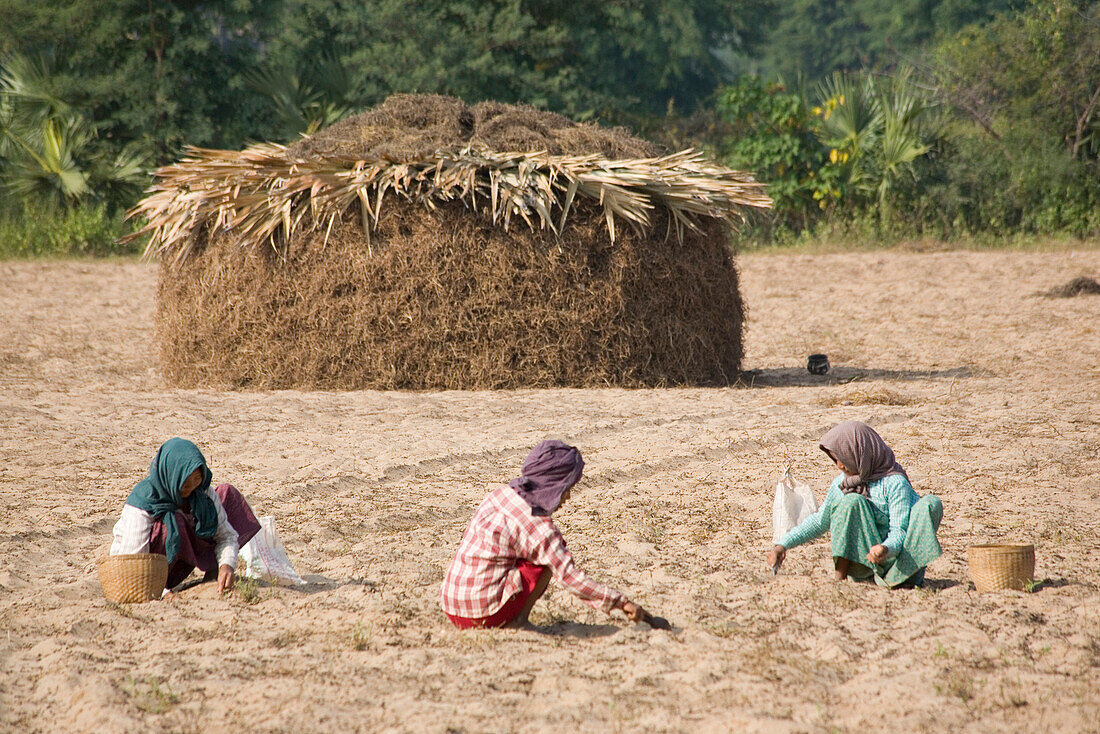 Three burmese women working on a field near Mount Popa, Myanmar, Burma