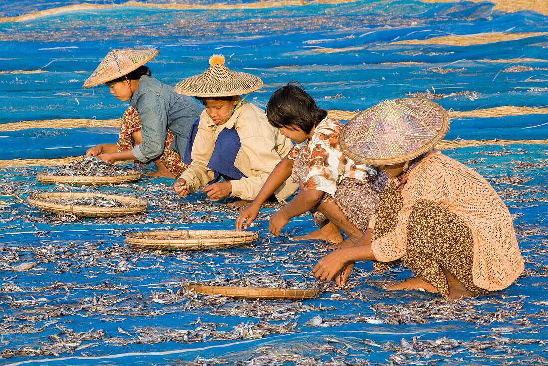Women drying fish in a fishing village near Ngapali Beach, Gulf of Bengal, Rakhine State, Myanmar, Burma