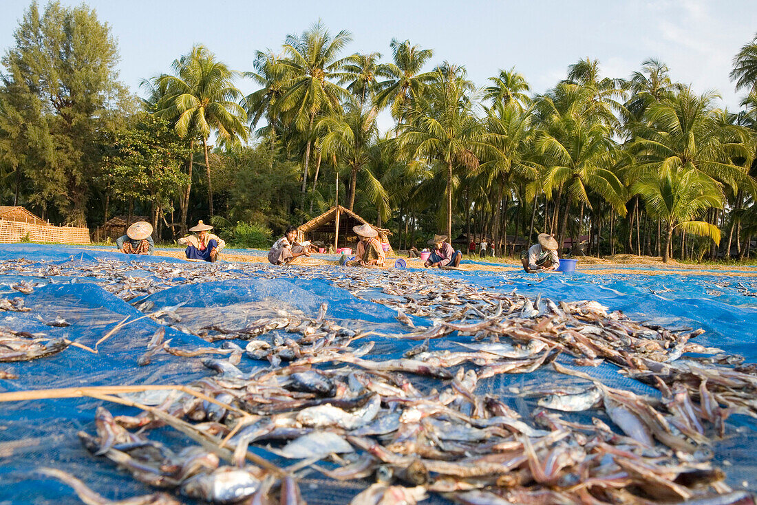 Women drying fish in a fishing village near Ngapali Beach, Gulf of Bengal, Rakhine State, Myanmar, Burma