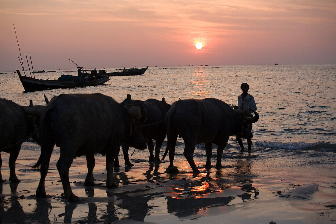 Mann mit Ochsen und Fischerboote im Sonnenuntergang in Ngapali Beach, am Golf von Bengalen, Rakhine-Staat, Myanmar, Burma