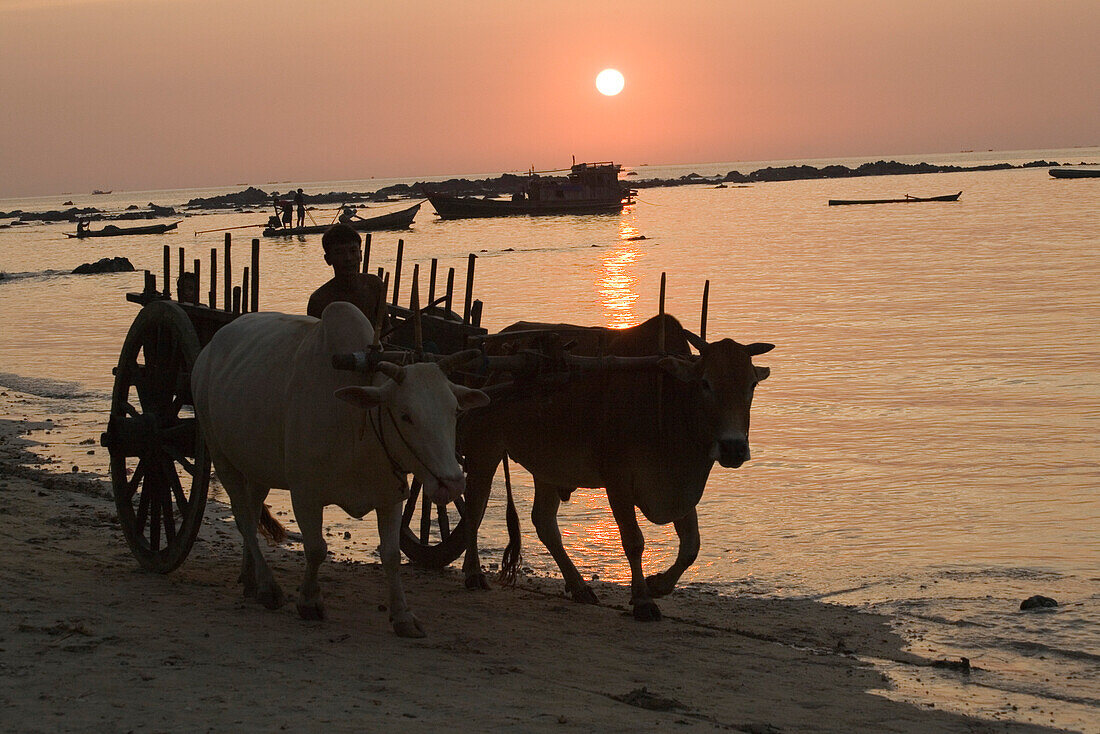 Man on an oxen cart at sunset in Ngapali Beach, Gulf of Bengal, Rakhine State, Myanmar, Burma