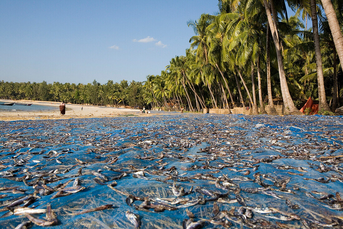 Getrockneter Fisch am Ngapali Beach, am Golf von Bengalen, Rakhine-Staat, Myanmar, Burma