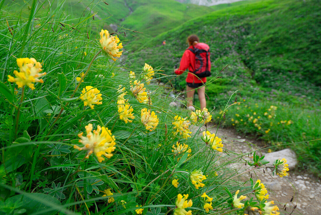 Blumenwiese mit junger Frau außerhalb des Schärfebereichs auf Wanderweg, Allgäuer Alpen, Schwaben, Bayern, Deutschland