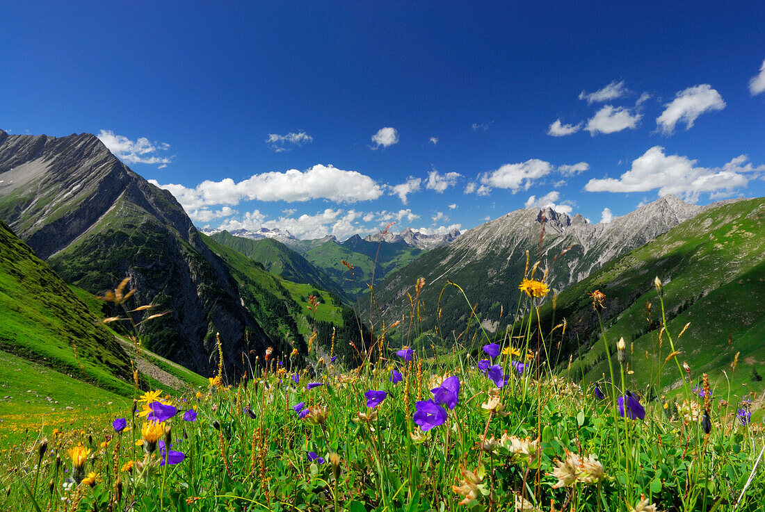Blumenwiese im Aufstieg zur Memminger Hütte mit Blick auf Lechtaler und Allgäuer Alpen, Lechtaler Alpen, Tirol, Österreich