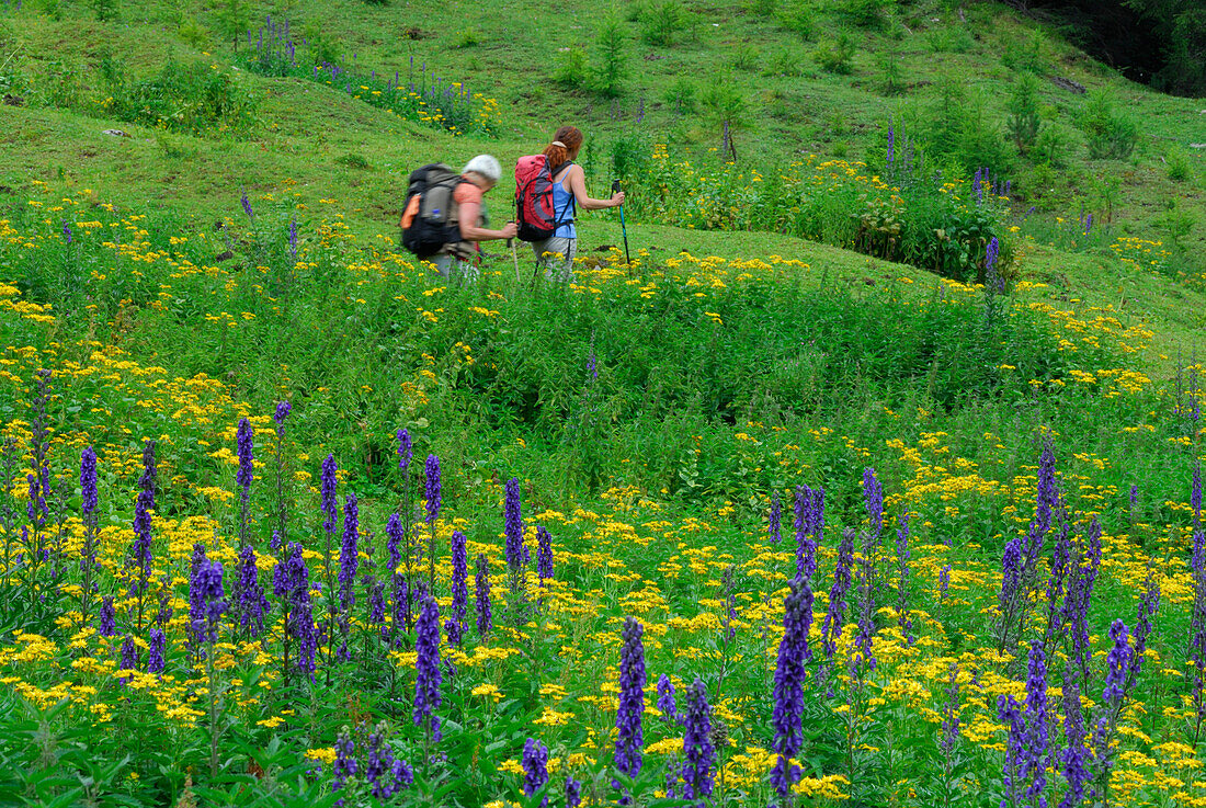 two women hiking on trail through sea of flowers, Unterlochalm, Zammer Loch, Lechtal range, Tyrol, Austria